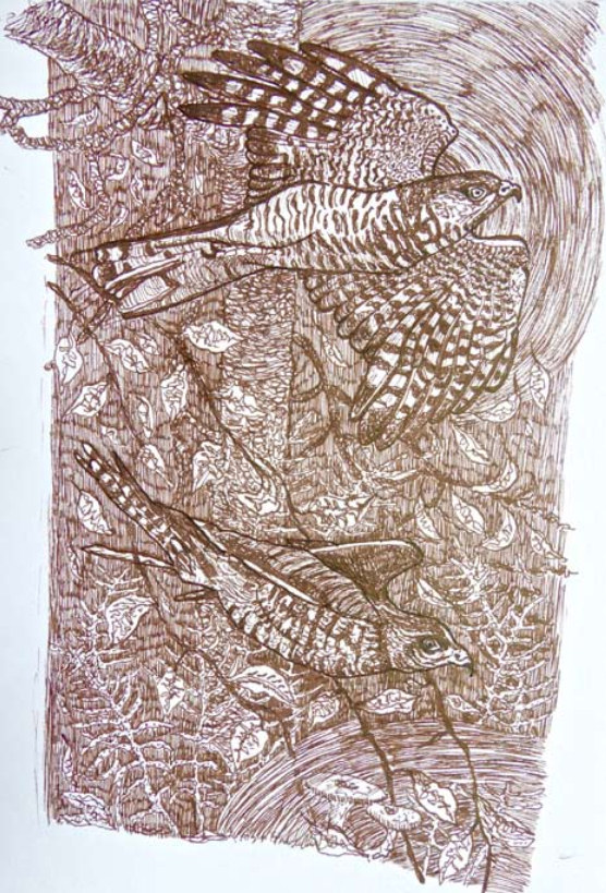 Sparrowhawks. Ink drawing by Vawdrey Taylor
