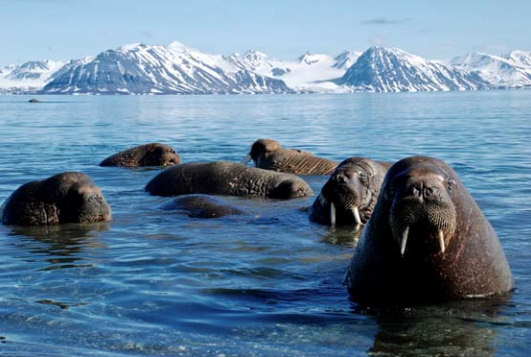 Svalbard walrus group. Photo: Kenny Taylor