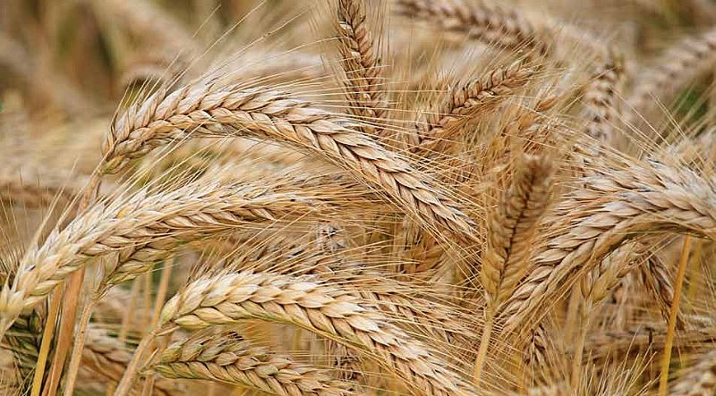 Corn stalks. Detail from image by Hans Benn, Pixabay