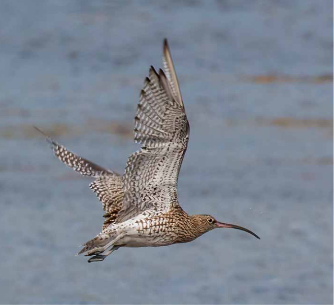 Curlew. Sharpe Photography. Wikimedia Commons