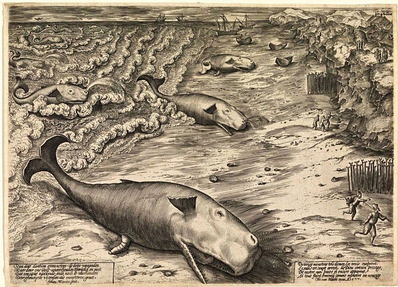 Three beached whales by Johannes Wierix (1577)