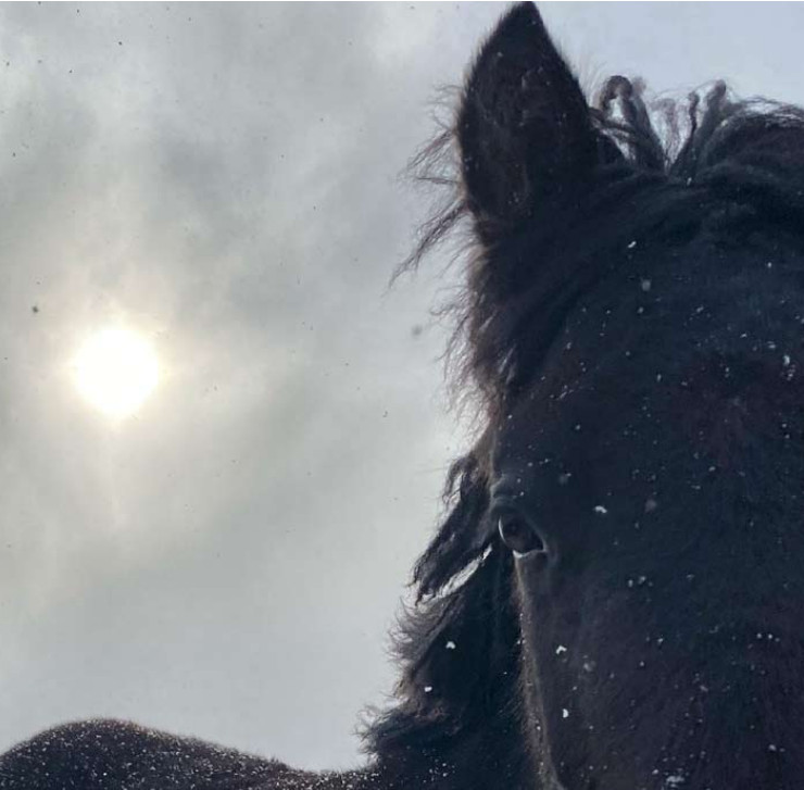 Highland Pony Foal in snow shower - April 2021 - Leonie Charlton